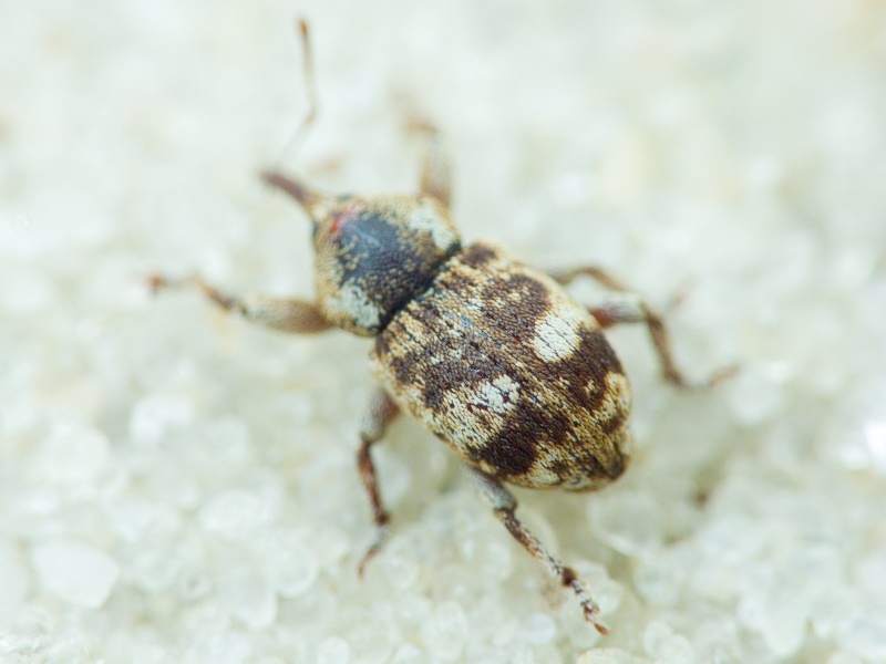 Pachytychius sparsutus (Olivier, 1807)